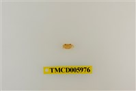 藏品(拉氏清溪蟹)的圖片